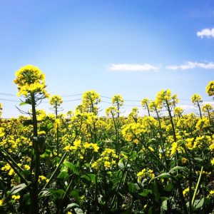 タッチケアで認知症予防！高齢者向けボランティア2019年4月のご報告