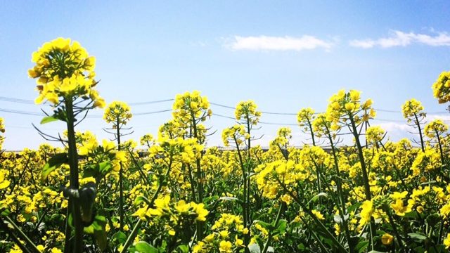 タッチケアで認知症予防！高齢者向けボランティア2019年4月のご報告