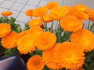 タッチケアで認知症予防！高齢者ボランティア報告＠茅ヶ崎