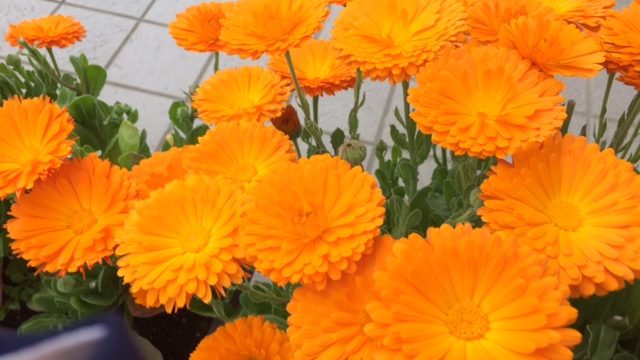 タッチケアで認知症予防！高齢者ボランティア報告＠茅ヶ崎