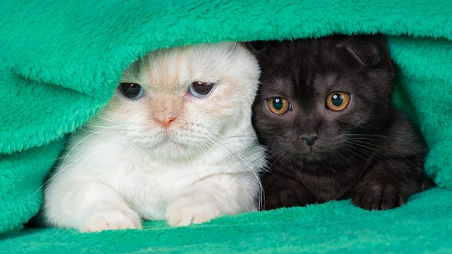 プロテクションとは？気疲れせずに温かいふれあいを楽しむために大切なコト